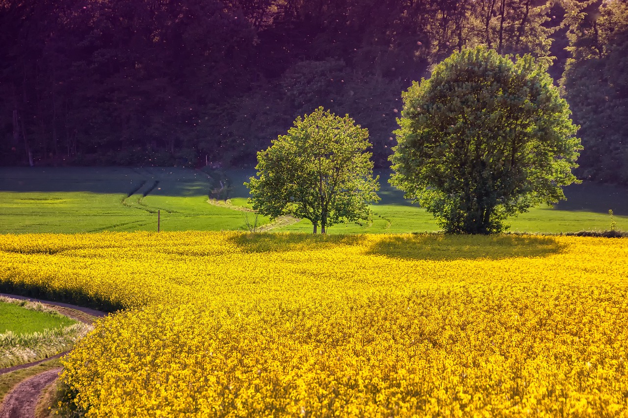 Can Artificial Intelligence Revolutionize Agriculture While Preserving Jobs and the Environment?