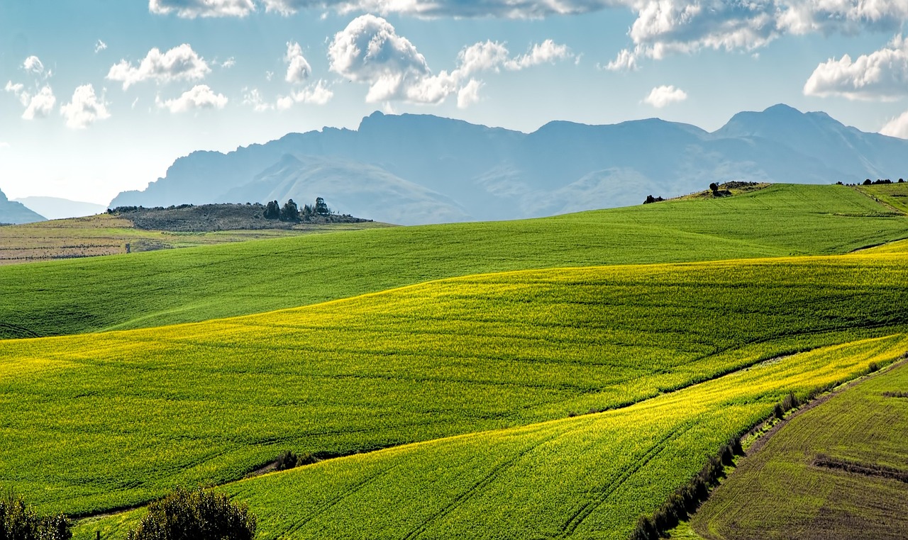 Les nouvelles techniques génomiques peuvent-elles rendre l’agriculture européenne plus durable ?